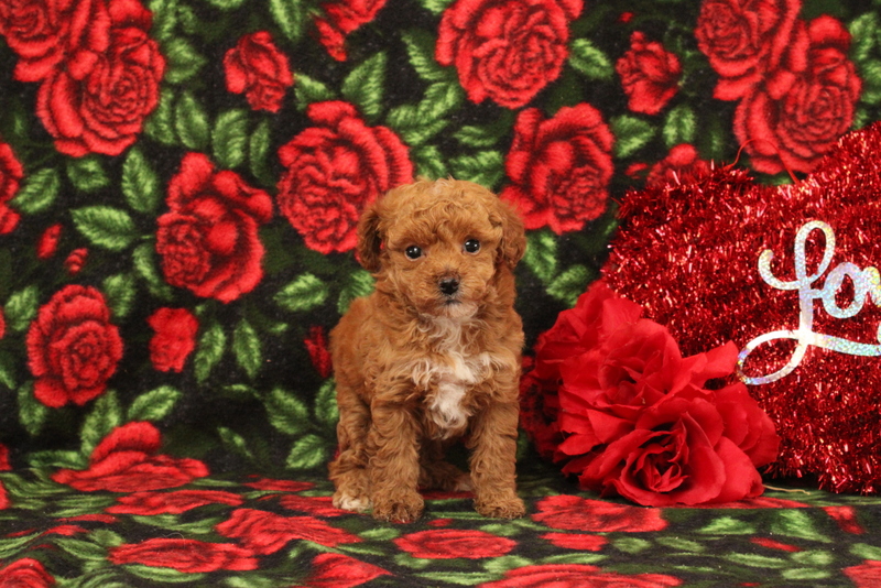 puppy, for, sale, Mini Poodle, Matthew B. Stoltzfus, dog, breeder, Gap, PA, dog-breeder, puppy-for-sale, forsale, nearby, find, puppyfind, locator, puppylocator, aca